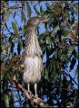 _1SB5320 black-crowned night-heron fledge